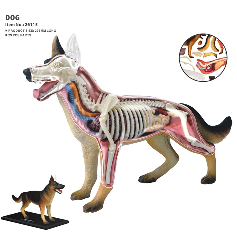 Animal Organ Anatomy Model 4D  - Dog Toys ulasan dan harga