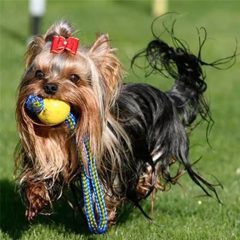1pc Teeth Indestructible Bite  - Indestructible Dog Chew Toy ulasan dan harga